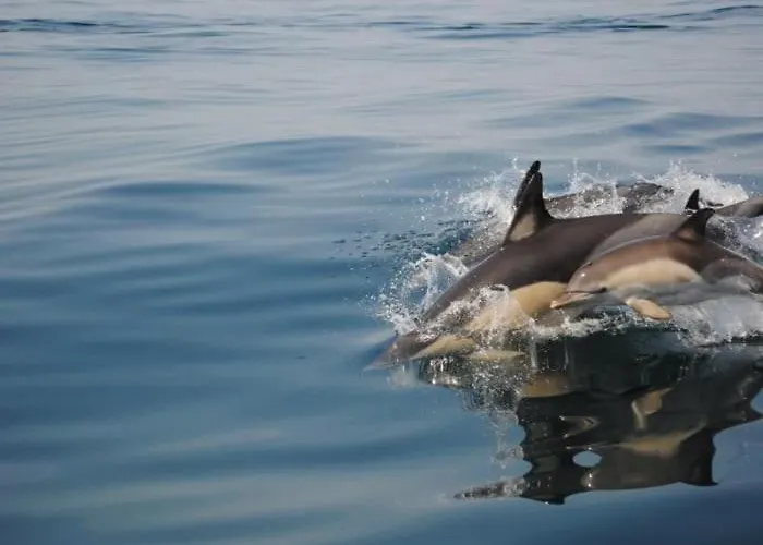 Διαμέρισμα Oasis Tropical, Jardim E Piscina!