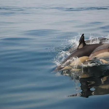 Daire Oasis Tropical, Jardim E Piscina!